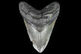 Fossil Megalodon Tooth - Huge Meg Tooth #108875-1